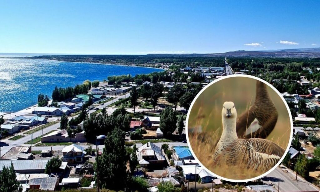 Activan alerta regional en Aysén tras confirmación de influenza aviar de alta patogenicidad