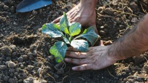 Agricultura ecológica resiliente: el modelo esencial que mejor resiste la crisis energética