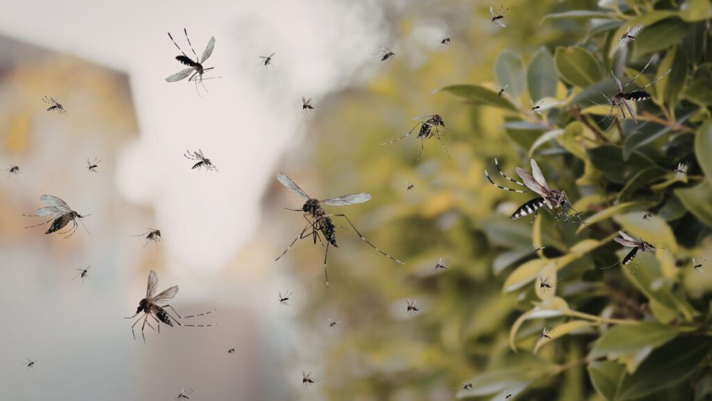 Alarma en Nueva York a partir del 11 de abril por una invasión histórica de mosquitos: instan a cerrar las ventanas y persianas