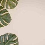 Álvaro Pedrera, experto en plantas, da el truco para que la Monstera crezca más rápido: “Será como llevarlas al gimnasio”