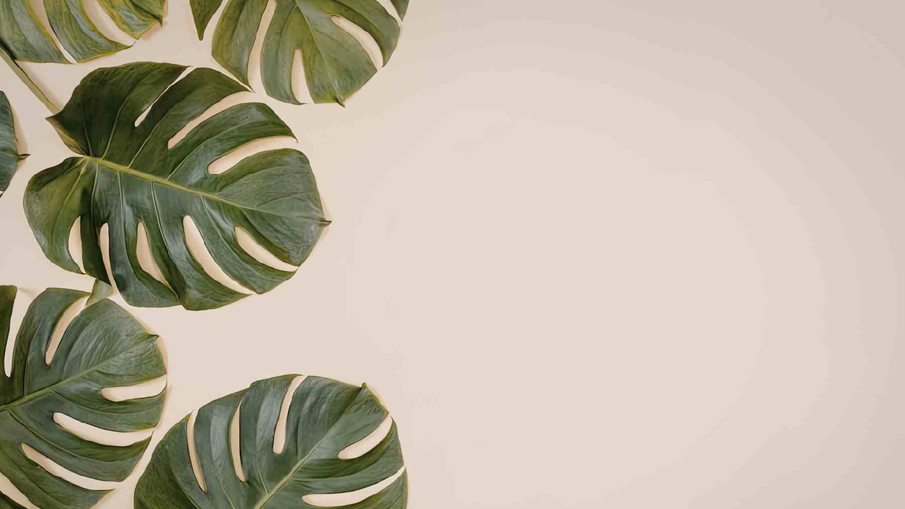 Álvaro Pedrera, experto en plantas, da el truco para que la Monstera crezca más rápido: “Será como llevarlas al gimnasio”