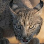 Aragón recibe nuevos linces ibéricos para su reintroducción en el valle del Ebro