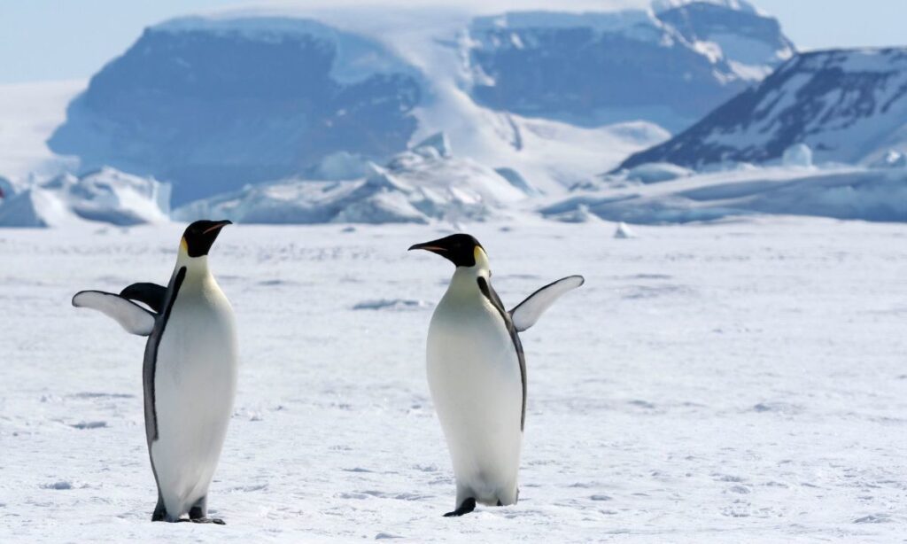 Cambio climático lleva al pingüino emperador de “Casi Amenazado” a “En Peligro