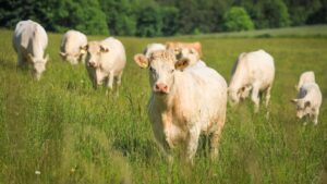 Cantabria paga más de 900.000 euros en ayudas a la producción ecológica a ganaderos y agricultores con fondos europeos FEADER