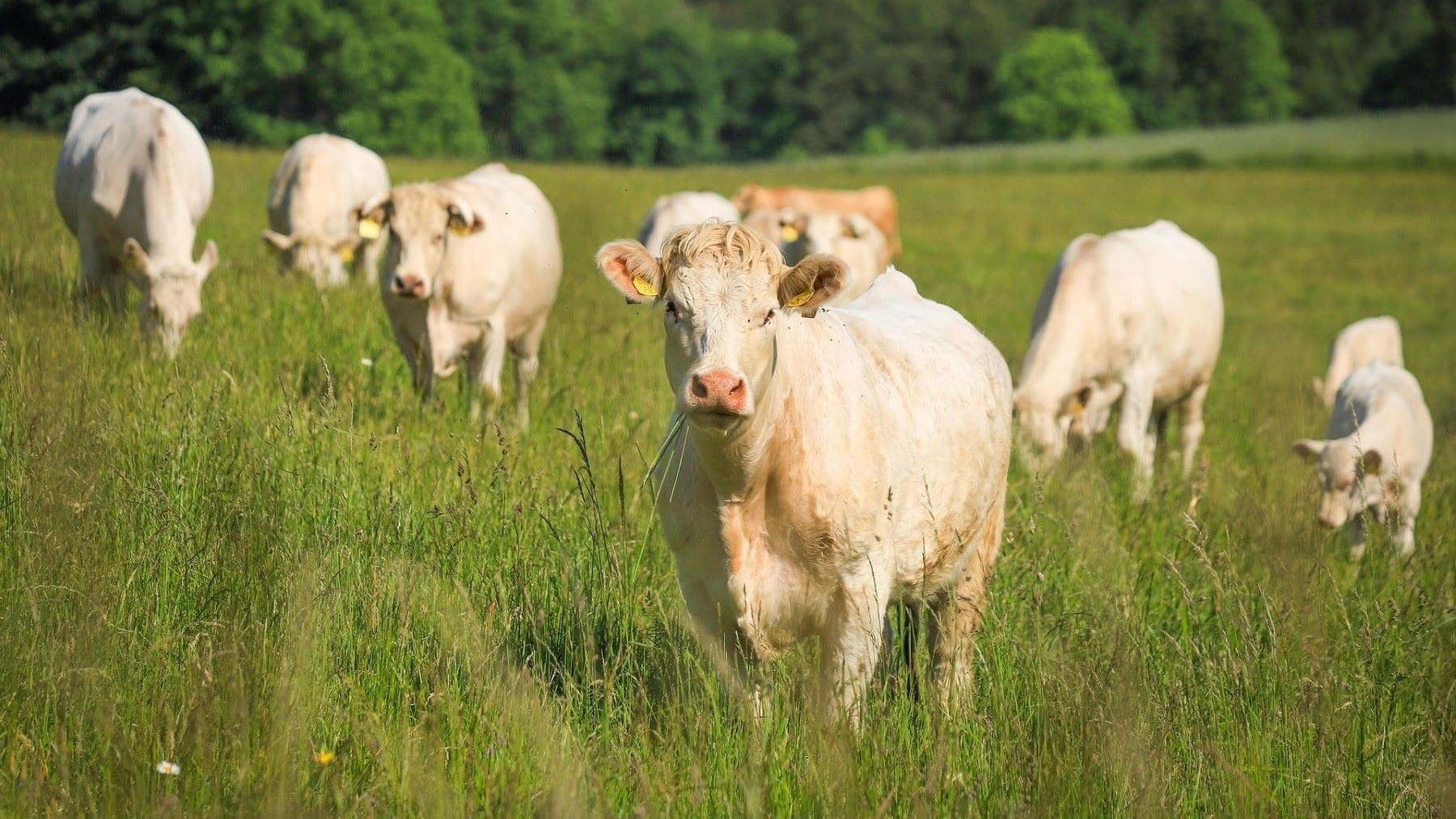 Cantabria paga más de 900.000 euros en ayudas a la producción ecológica a ganaderos y agricultores con fondos europeos FEADER