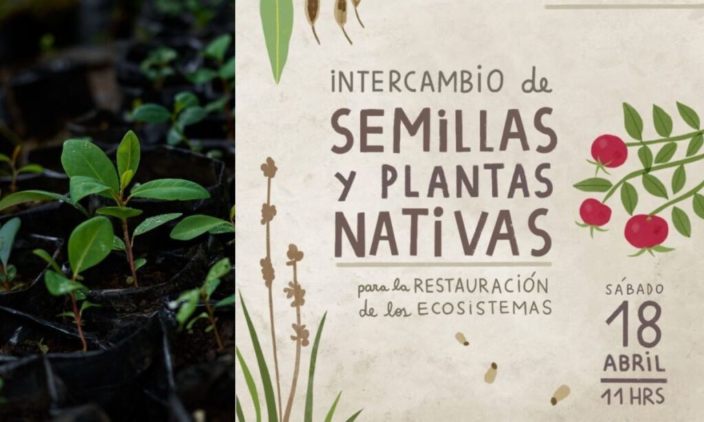 Convocan a gran intercambio de semillas y plantas nativas en Valdivia