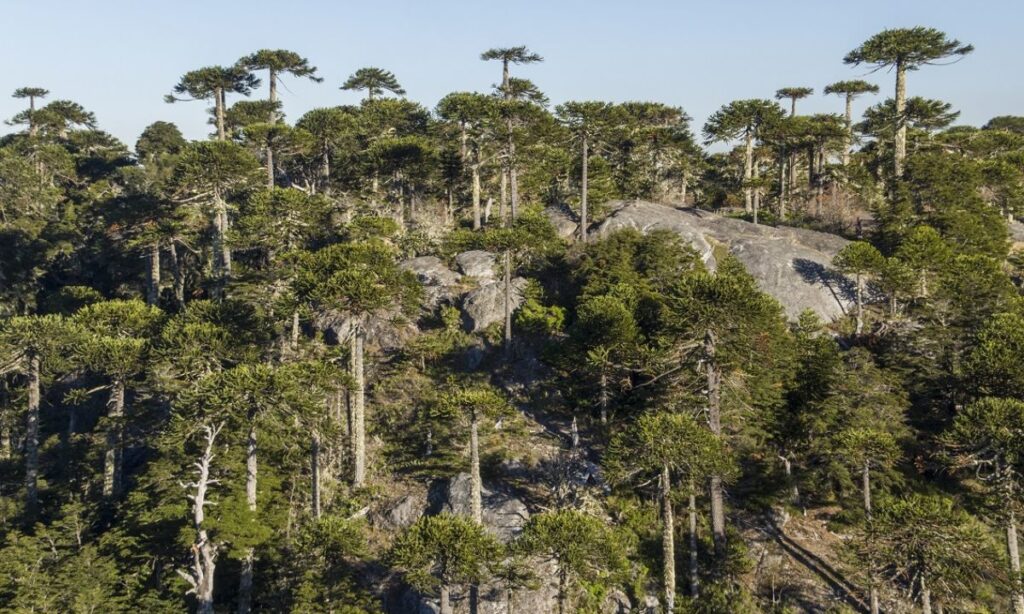 Día de la Tierra: WWF Chile llama a avanzar en protección de la biodiversidad