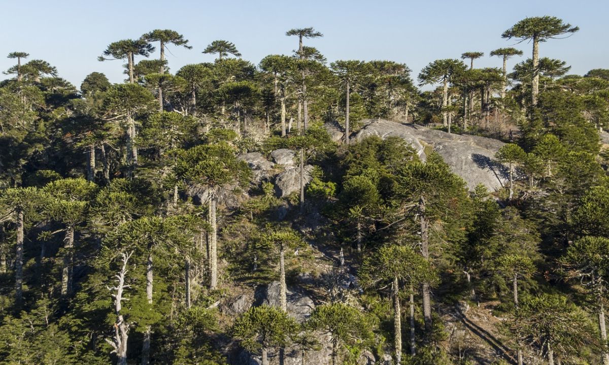 Día de la Tierra: WWF Chile llama a avanzar en protección de la biodiversidad