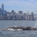 El calentamiento de los océanos está alterando el comportamiento de las ballenas y los biólogos alertan, 1 de cada 5 no logra sobrevivir