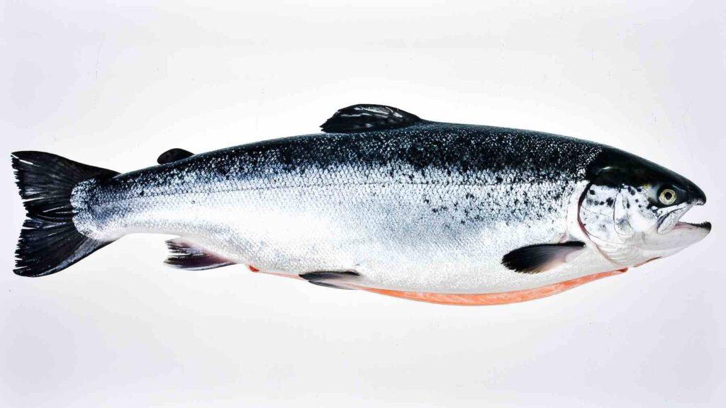 El salmón podría entrar en las especies en peligro de extinción en España: petición sin precedentes al Gobierno