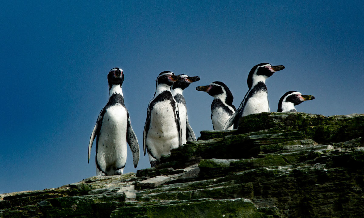 Greenpeace: “Evitar la extinción del pingüino de Humboldt está en manos del Gobierno”