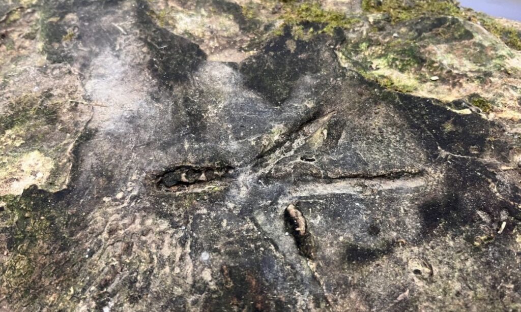 Hallan en Osorno huellas de ave que podrían superar los 100 mil años