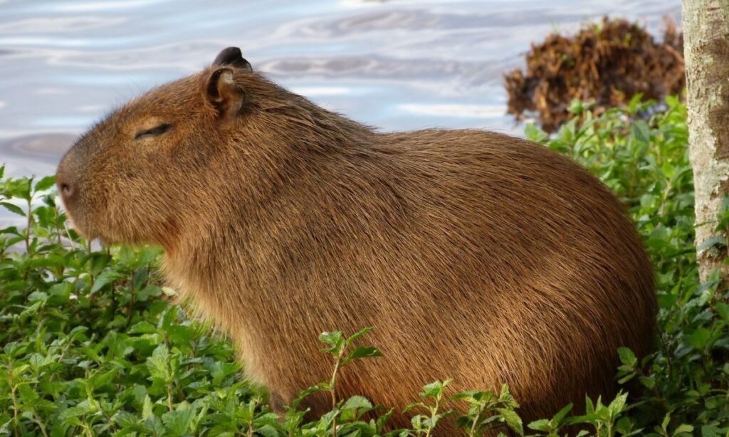 Hallazgo paleontológico en La Araucanía confirma presencia de capibaras hace millones de años
