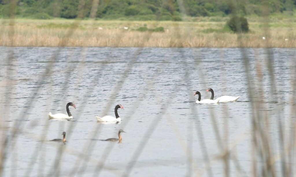 Humedal Río Cruces: confirman presencia de influenza aviar en cisnes de cuello negro