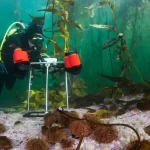 Inédita investigación busca caracterizar los inexplorados bosques submarinos del sur de Chile