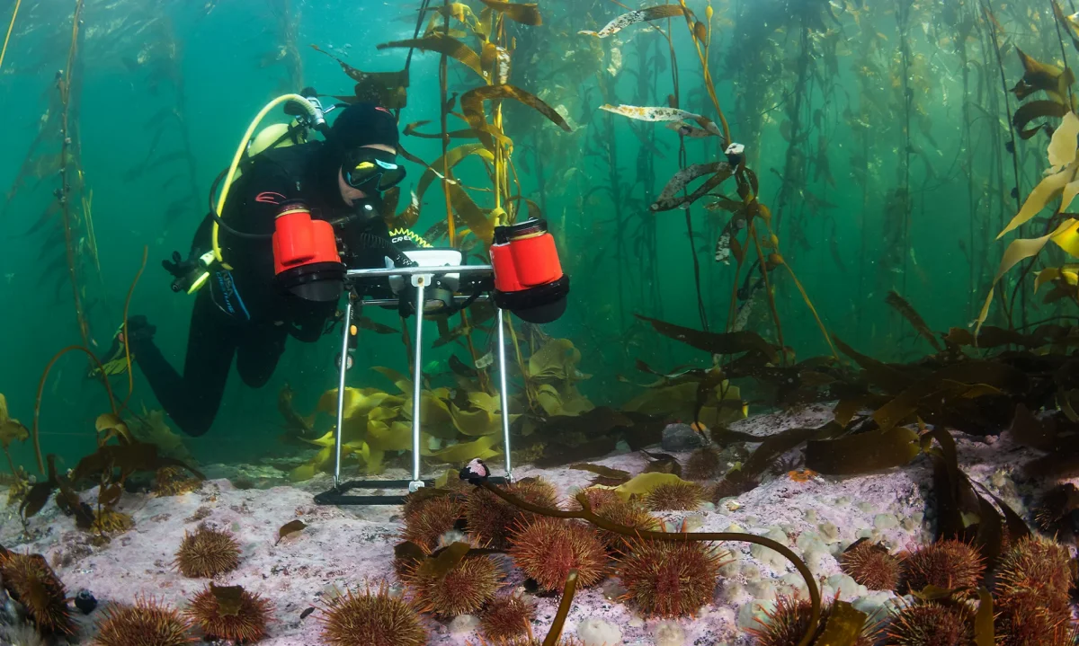 Inédita investigación busca caracterizar los inexplorados bosques submarinos del sur de Chile