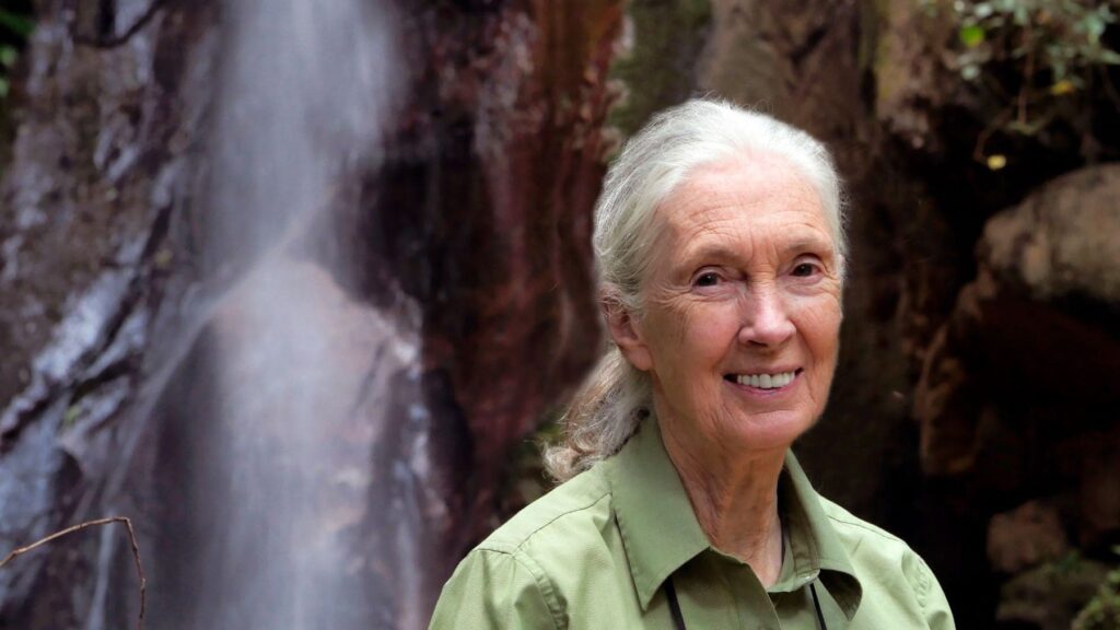 Jane Goodall, primatóloga y antropóloga: "Piensa cada día en las consecuencias de tus acciones, en lo que comes y lo que compras"