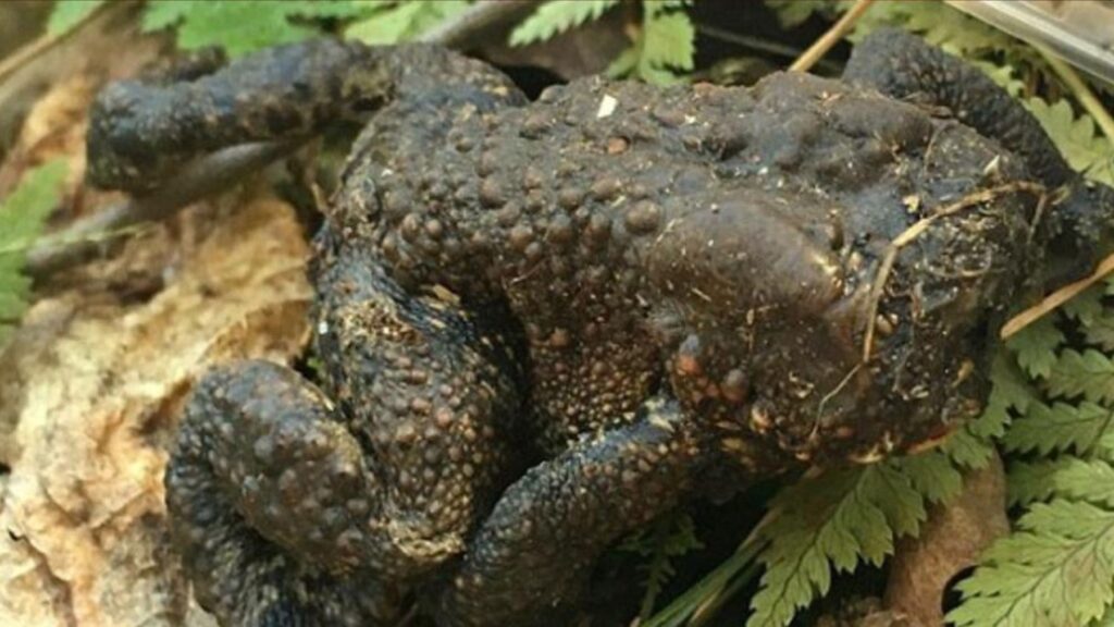 La ciencia no da crédito pero acaban de encontrar una rana sin cara y no lo entienden pero sigue viva