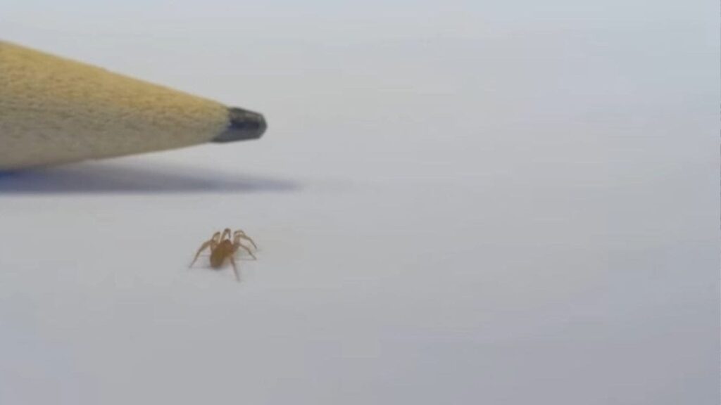 Los biólogos celebran un hito en España: hallan una nueva especie de araña de 3 mm en Almería
