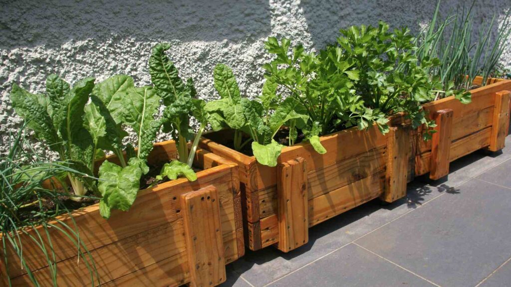 Los expertos coinciden: estas 6 hierbas son un tesoro de antioxidantes beneficiosas para el corazón y el intestino