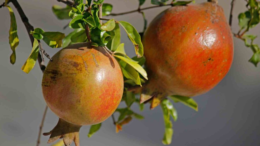 Los expertos en jardinería coinciden: éste es el mejor árbol para plantar en casa porque sus raíces no levantan el suelo