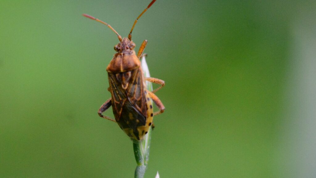 Los expertos en plantas coinciden e instan a quitarlas: estas plantas van a llenar tu casa de chinches