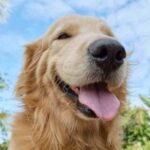 Los perros se parecen a sus dueños y la ciencia lo ha confirmado: hallan «raíces genéticas comunes» en el comportamiento de los Golden Retrievers y los humanos