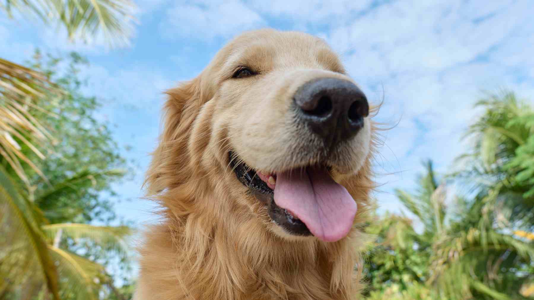 Los perros se parecen a sus dueños y la ciencia lo ha confirmado: hallan «raíces genéticas comunes» en el comportamiento de los Golden Retrievers y los humanos