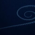 Parece una película pero confirman que una criatura de 47 metros lleva viviendo en el océano desde la época de Napoleón