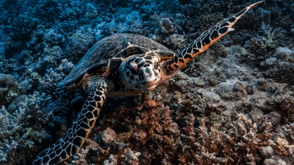 Retirada de protección a especies en el golfo de México por petróleo abre una crisis ambiental en EE.UU.