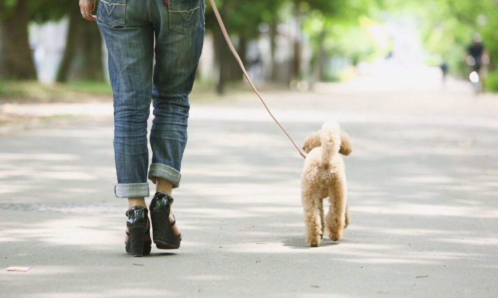 Retiran de Contraloría actualización de reglamento sobre Ley Cholito