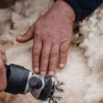 Revolución en el sector agrícola: transforman la lana de ovejas en un aislante natural para casas capaz de reducir un 50% la factura de la luz