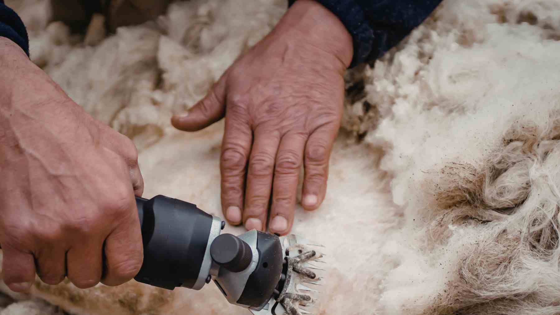 Revolución en el sector agrícola: transforman la lana de ovejas en un aislante natural para casas capaz de reducir un 50% la factura de la luz