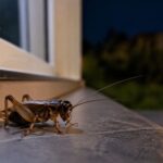 Si escuchas grillos en tu casa o jardín durante la noche, esto es lo que significa y por qué deberías alegrarte
