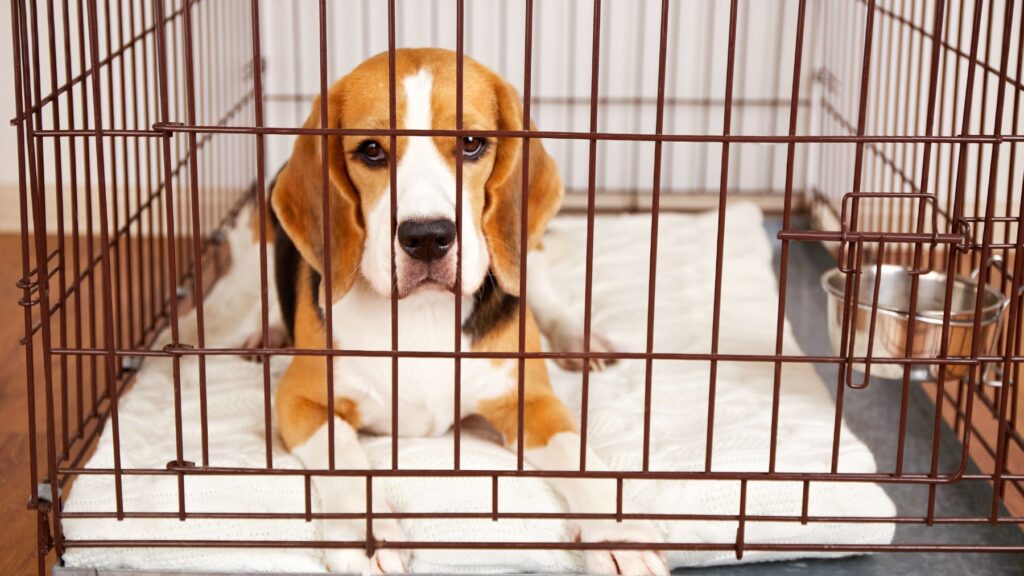Utilizaron a los beagles para experimentar con ellos en laboratorios y ahora buscan un nuevo hogar: Luz, Azar, Kali, Bora, Aire, Nora, Dara, Vita y Aiko esperan una nueva vida