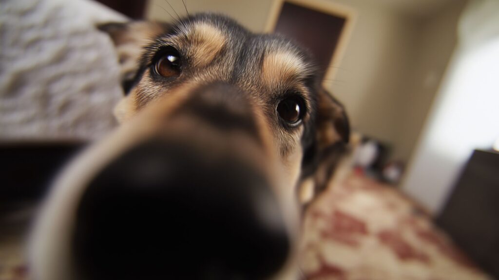 Veterinarios expertos coinciden: la edad a la que tu perro y tu gato se consideran viejos y cómo debes ajustar sus rutinas para alargar su vida