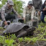 Vuelven las tortugas gigantes a Galápagos siglo y medio después: el regreso silencioso que ha emocionado a los biólogos