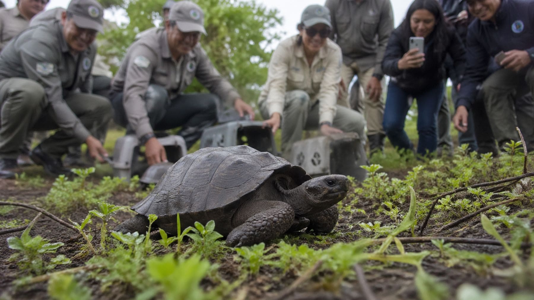 Vuelven las tortugas gigantes a Galápagos siglo y medio después: el regreso silencioso que ha emocionado a los biólogos