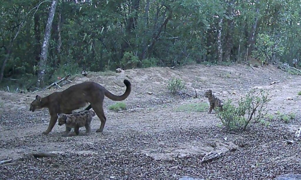 WWF Chile promueve acciones de coexistencia para fortalecer conservación del puma