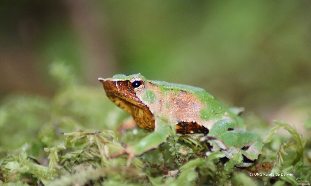 Ya es oficial: publican plan de conservación de las ranitas de Darwin