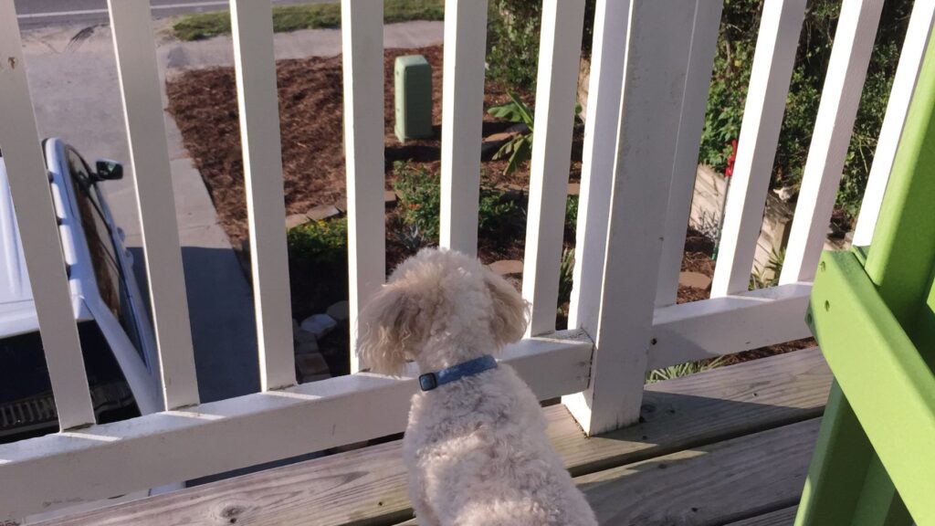 está prohibido dejar a tu perro en la terraza y la Ley de Bienestar Animal lo avala