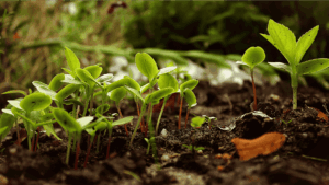 Producción ecológica en Navarra mantiene estabilidad y refuerza su valor sostenible con más de 72.000 hectáreas certificadas