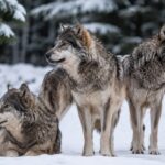 Alarma en Yellowstone y Wyoming tras confirmar un brote de una enfermedad que ha reducido el número de lobos al nivel más bajo desde la reintroducción