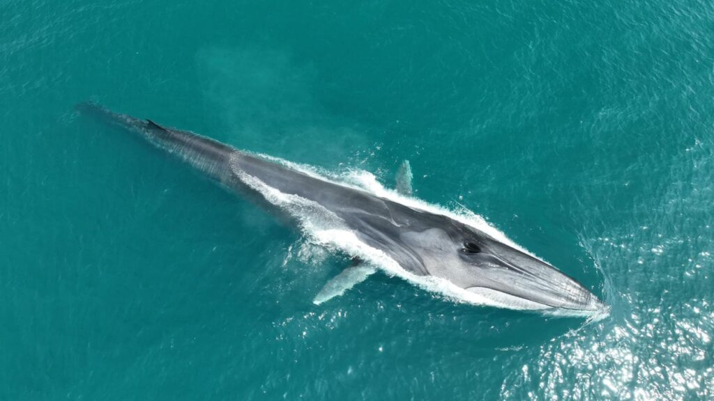 Alerta en Cataluña tras avistar varias ballenas en la costa: las fuertes lluvias han llenado de sedimentos los ríos y la temporada podría alargarse más de lo habitual