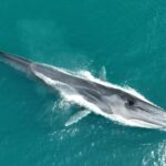 Alerta en Cataluña tras avistar varias ballenas en la costa: las fuertes lluvias han llenado de sedimentos los ríos y la temporada podría alargarse más de lo habitual