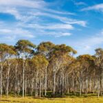 Alerta medioambiental urgente en el planeta: un estudio confirma que de 68.000 especies de plantas investigadas, el 16% podría estar al borde de la extinción para el año 2100