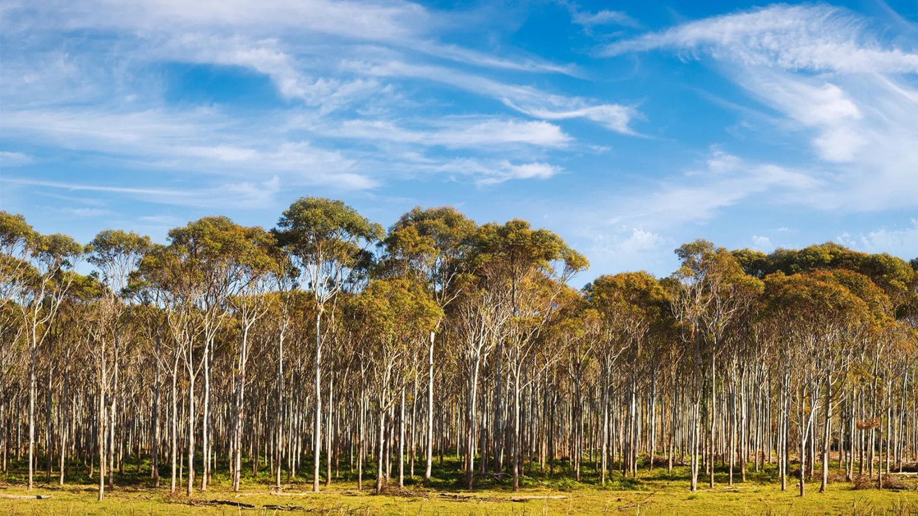Alerta medioambiental urgente en el planeta: un estudio confirma que de 68.000 especies de plantas investigadas, el 16% podría estar al borde de la extinción para el año 2100