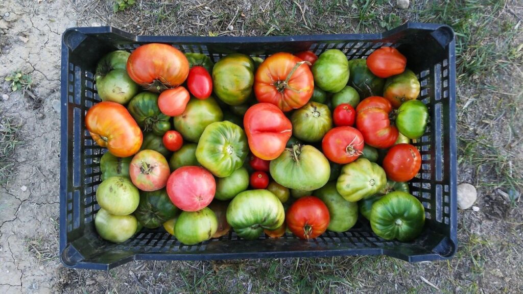 Alimentos ecológicos en Catalunya situación actual: un modelo consolidado con retos clave