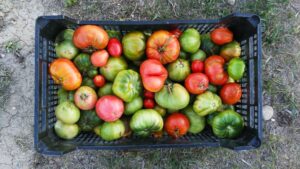 Alimentos ecológicos en Catalunya situación actual: un modelo consolidado con retos clave