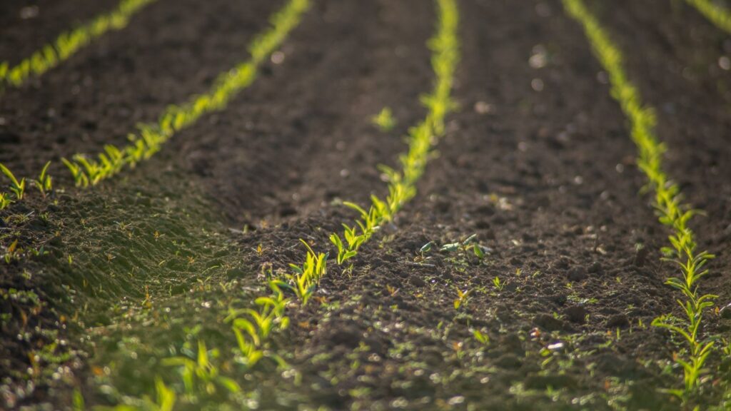 Ayudas de agricultura ecológica en Castilla y León siguen sin llegar a miles de explotaciones